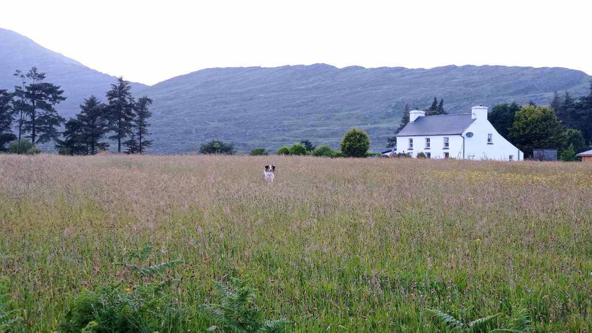 Charlie, a dog, sitting in a field in Cork, Ireland